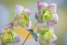 USA, Washington State, Seabeck. Ornamental oregano petals. Art Print